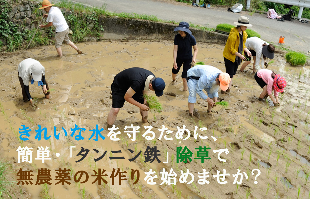 きれいな水を守るために、簡単・「タンニン鉄」除草で無農薬の米作りを始めませか？